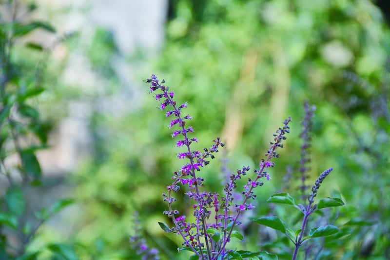 Herb Wall in the Kitchen