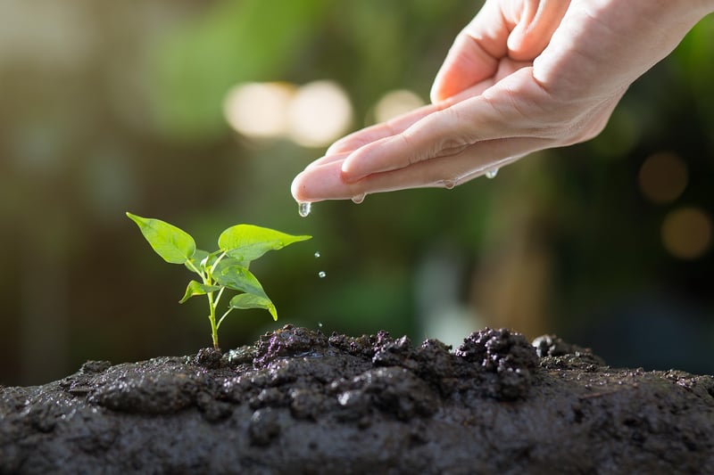 Organic Fertilizers