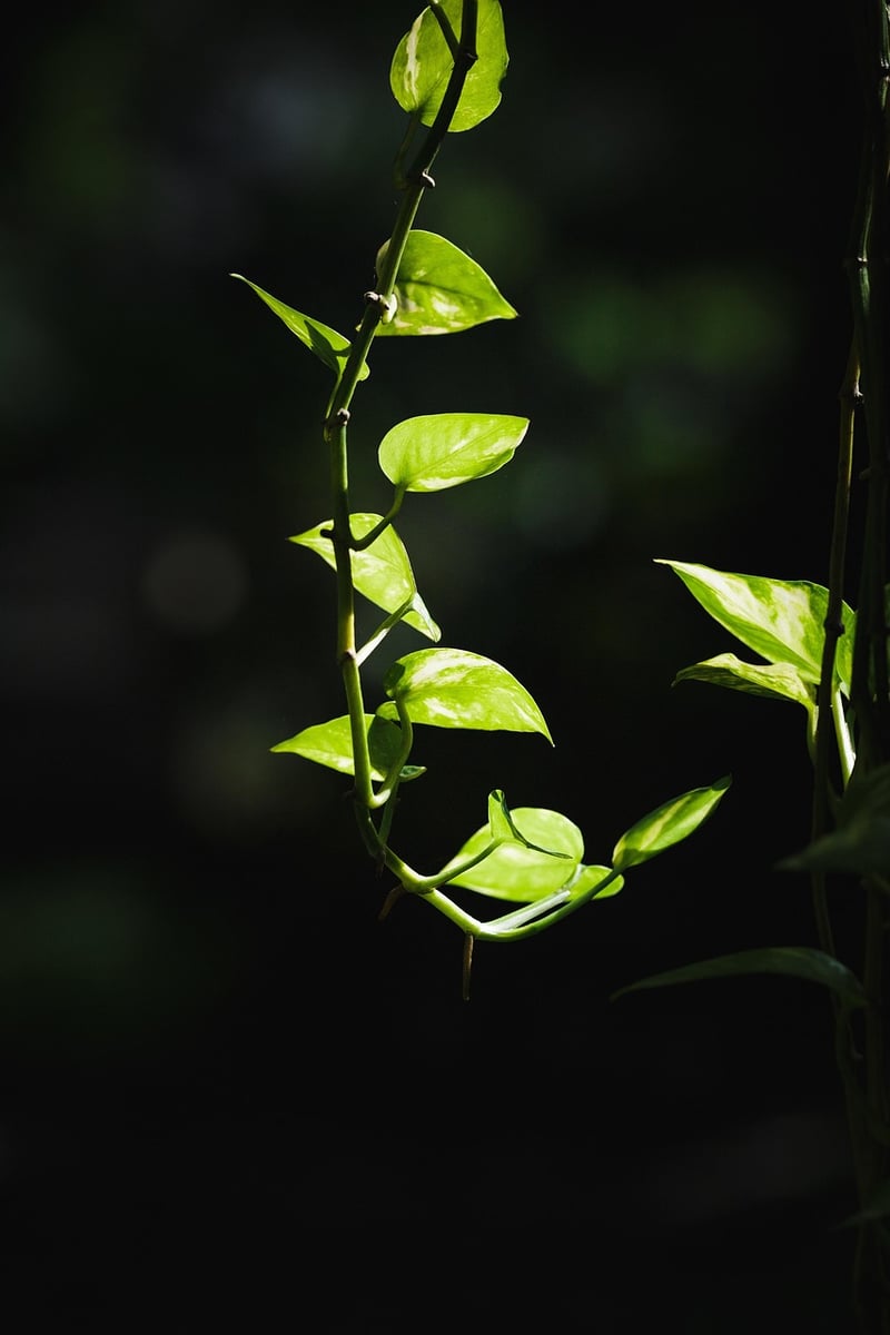 Pothos in full shade