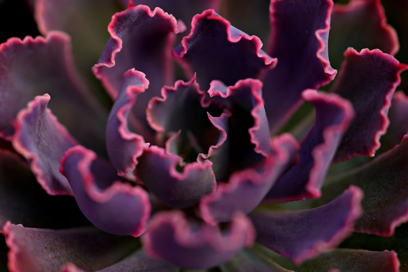 Succulents in full sun